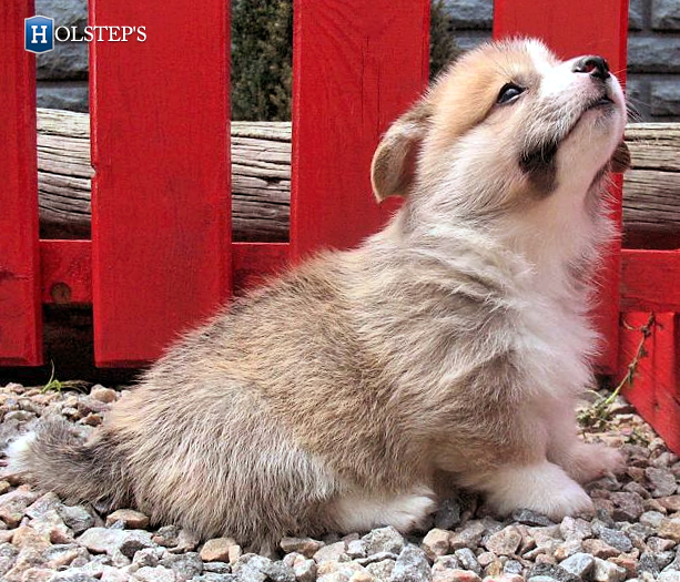 puppies kuzya zlatka1