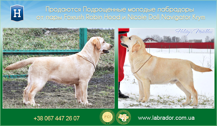 sale yelow lab