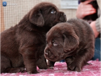 puppies_bambina_jodie10