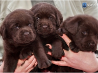 puppies_bambina_jodie11