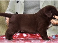 puppies_bambina_jodie12