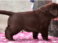 puppies_bambina_jodie13