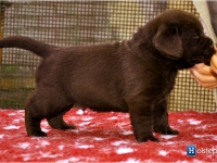 puppies_bambina_jodie14