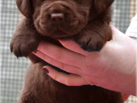 puppies_bambina_jodie15