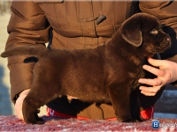 puppies_bambina_jodie16