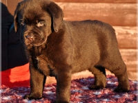 puppies_bambina_jodie17