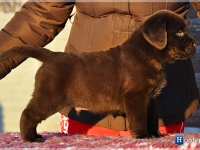 puppies_bambina_jodie18