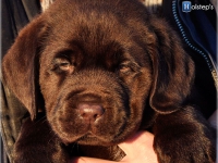 puppies_bambina_jodie20