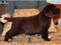 puppies_bambina_jodie22