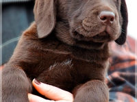 puppies_bambina_jodie24