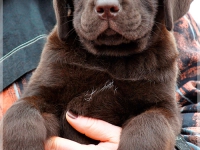 puppies_bambina_jodie25