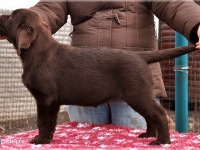 puppies_bambina_jodie28