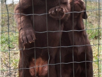 puppies_bambina_jodie30