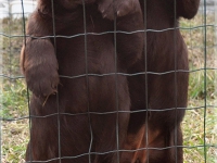 puppies_bambina_jodie31