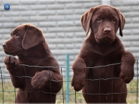 puppies_bambina_jodie33