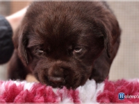 puppies_bambina_jodie8