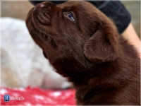 puppies_bambina_jodie9