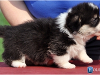 puppies_simon_zlatka11