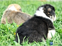 puppies_simon_zlatka18