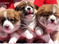 puppies_grosh_zlatka