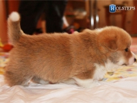 puppies_grosh_zlatka10