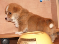 puppies_grosh_zlatka11