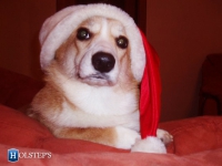 puppies_grosh_zlatka15