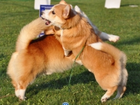 puppies_grosh_zlatka16