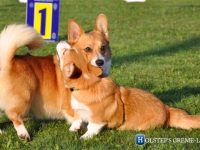 puppies_grosh_zlatka17