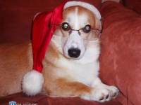 puppies_grosh_zlatka18