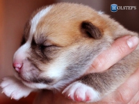 puppies_grosh_zlatka19