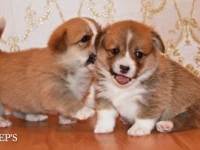 puppies_grosh_zlatka2