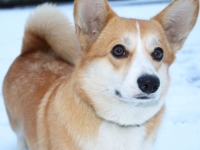 puppies_grosh_zlatka20