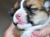 puppies_grosh_zlatka21