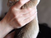 puppies_grosh_zlatka22