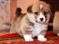 puppies_grosh_zlatka4