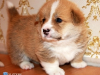 puppies_grosh_zlatka5