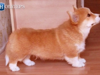 puppies_grosh_zlatka6