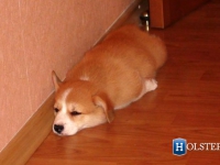 puppies_grosh_zlatka7