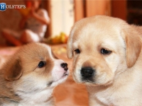 puppies_grosh_zlatka9