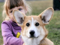 puppies_kuzya_zlatka11