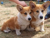 puppies_kuzya_zlatka13