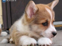 puppies_kuzya_zlatka3