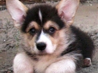 puppies_kuzya_zlatka4