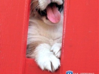 puppies_kuzya_zlatka5