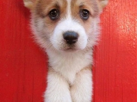 puppies_kuzya_zlatka6