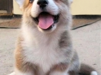 puppies_kuzya_zlatka8