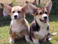 puppies_kuzya_zlatka9