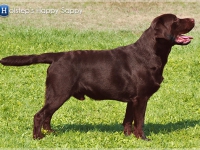 holsteps_happy_sappy_pres