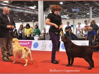 mallorns_cappuccino_wds13_1